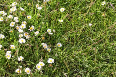Papatya çiçeği tarlası. Doğada papatya çayı. Doğada güneşli bir günde papatya tarlası. Yaz günü papatya çiçekleri. metin için yer