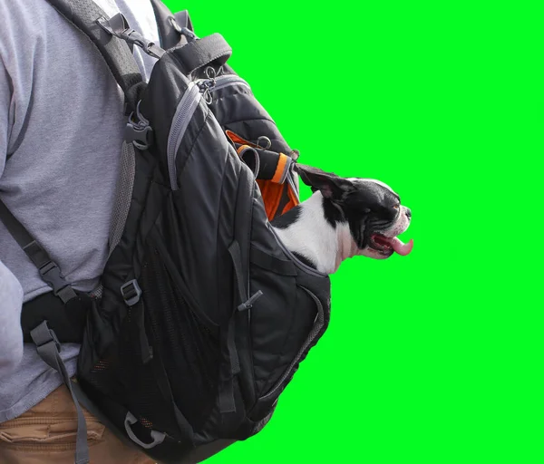 Perro Raza Negro Bulldog Francés Pug Sienta Una Mochila Con — Foto de Stock