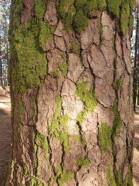 Geçmişi. Görünür büyük çatlakları ve yosunları olan ağaç kabuğu. Doğal ahşap arkaplan.