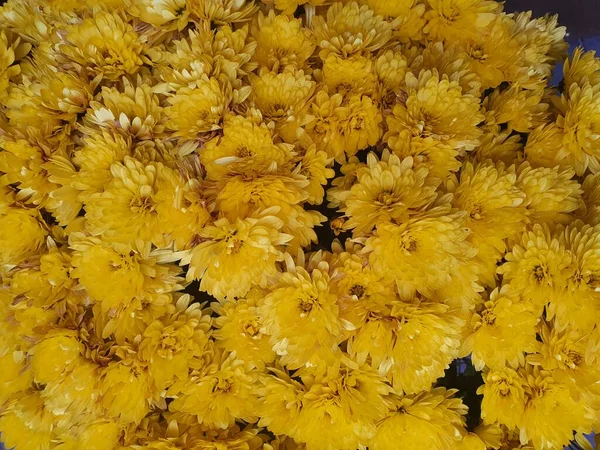 黄色の菊デイジー花背景パターンを咲かせ — ストック写真