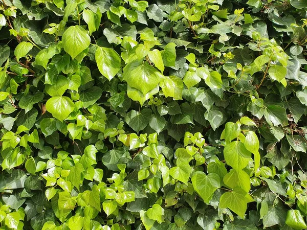 緑の低木のヘッジ テクスチャの背景のための新鮮な緑の葉 緑豊かな植生のクローズアップ 水平方向の写真 — ストック写真