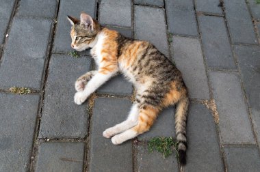 Kedi yavrusu kaldırımda dinleniyor.