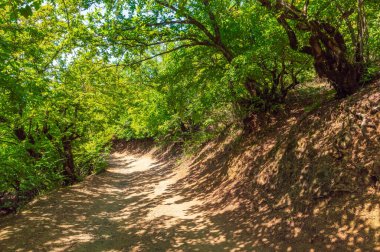 Parktaki gölgeli yeşil sokak