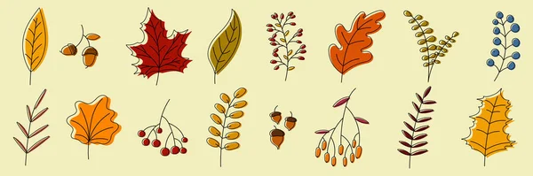 Handgetekende Herfstcollectie Met Seizoensgebonden Planten Bladeren Handgetekende Planten Bladeren Bloemen — Stockvector