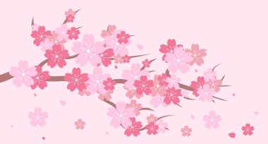 Sakura çiçek dalı. Kiraz çiçeği dalı. Pembe sakura ile kiraz çiçeği. Pembe sakura çiçeği arkaplanı. Düşen yapraklar. Vektör illüstrasyonu