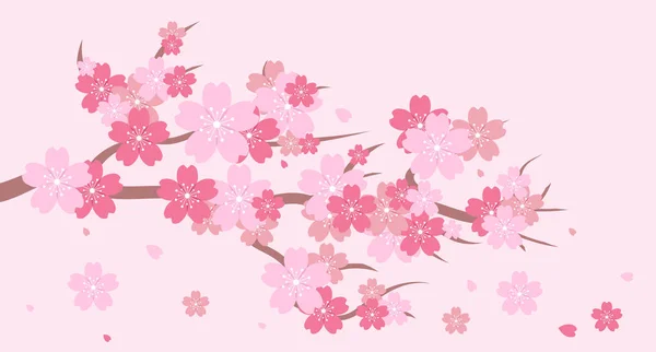 Sakura Virág Cseresznyevirág Cseresznyevirág Rózsaszín Szakurával Rózsaszín Sakura Virág Háttér — Stock Vector