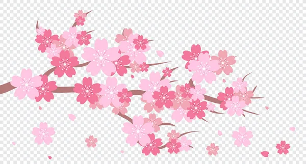 Branche Fleurs Sakura Branche Fleurs Cerisier Fleur Cerisier Avec Sakura — Image vectorielle