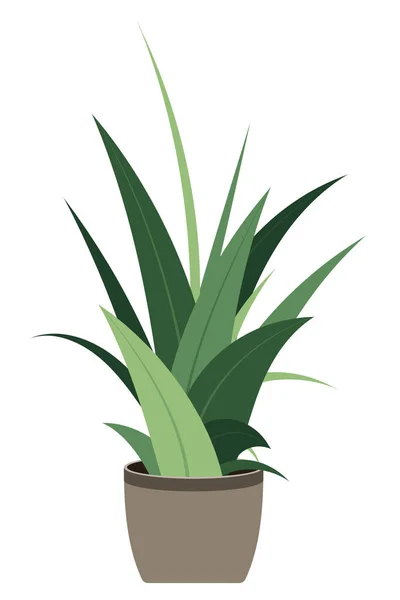 Σπιτικό Φυτό Απομονωμένο Φυτό Διακοσμητικό Πράσινο Φυτό Εσωτερικού Χώρου Γλάστρα — Διανυσματικό Αρχείο