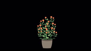 Ev bitkisi animasyonu. Saksı bitkisi izole. Otun içinde dekoratif yeşil ev bitkisi. Saksıda bitki var. 4K animasyon. Alfa kanalı ile şeffaf arkaplan