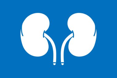 Mavi arka planda izole edilmiş insan böbrekleri sembolü. İnsan organı ikonu. Vektör minimalist doğrusal illüstrasyon.