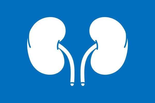 stock vector Human kidneys symbol isolated on blue background. Human organ icon. Vector minimalist linear illustration.