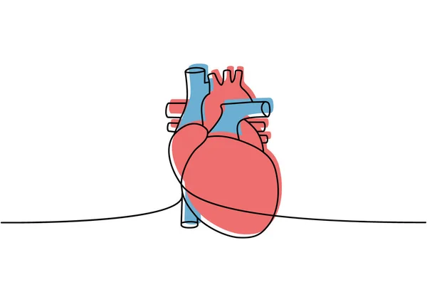 Ludzkie Serce Jeden Wiersz Kolorowy Ciągły Rysunek Ludzki Organ Ciągły — Wektor stockowy