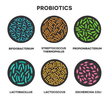 Probiyotikler daire şeklinde. Mikroskobik probiyotikler. Bifidobakteryum, laktobacillus, laktokok, streptokok termophilus, propionibacterium. Vektör illüstrasyonu beyaz arkaplanda izole edildi.