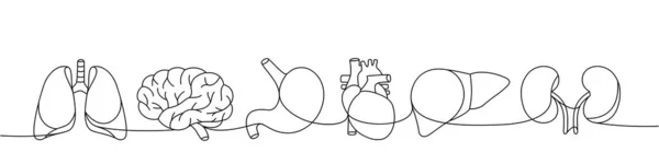 Bir Dizi Insan Organı Aralıksız Çizim Yapıyor Akciğerler Beyin Mide — Stok Vektör