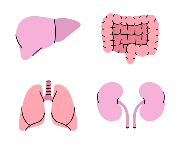 Zestaw Ludzkich Organów Wątroba Płuca Nerki Ikony Jelit Ilustracja Wektora — Wektor stockowy