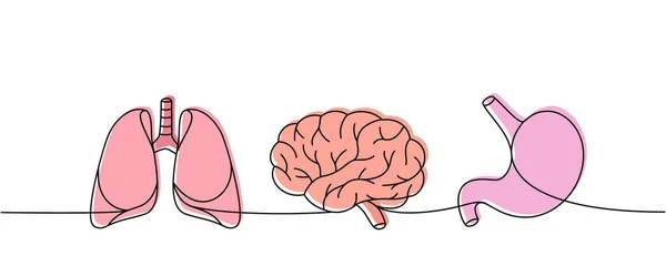 Serie Organi Umani Una Linea Colorata Disegno Continuo Polmoni Cervello — Vettoriale Stock