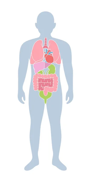 Męskie Ciało Ludzkimi Organami Wewnętrznymi Płuca Serce Wątroba Nerki Jelita — Wektor stockowy
