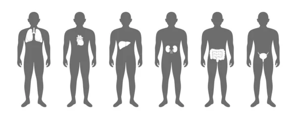Corpo Maschile Con Organi Interni Polmoni Cuore Fegato Reni Intestino — Vettoriale Stock