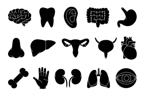 Людські Органи Чорний Набір Ескізів Мозок Зуб Вухо Кишечник Живіт — стоковий вектор