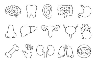 İnsan organları ana hatları belirlendi. Beyin, diş, kulak, bağırsaklar, mide, burun, karaciğer, üreme sistemi, mesane, kalp, kemik, el, böbrekler, akciğerler, göz yuvarı ikonları. İnsan organı çizgi simgeleri