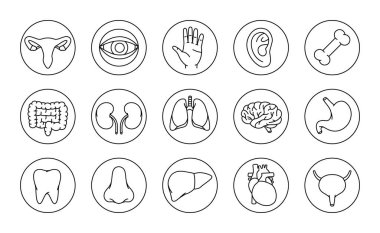 İnsan organları simgeleri ayarlandı. Beyin, diş, kulak, bağırsaklar, mide, burun, karaciğer, üreme sistemi, mesane, kalp, kemik, el, böbrekler, akciğerler, göz yuvarı ikonları. İnsan organları simgeleri özetliyor