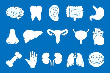 Bir dizi insan organı sembolü. Beyin, diş, kulak, bağırsaklar, mide, burun, karaciğer, üreme sistemi, mesane, kalp, kemik, el, böbrekler, akciğerler, göz küresi ikonu. Mavi arka planda insan organı işareti.