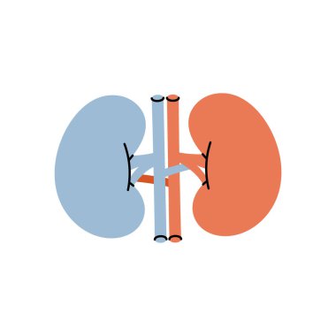 Böbrekler. İnsan iç organı. Vektör çizimi. Beyaz arkaplanda izole.