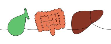 Bir dizi insan organı. Renkli, sürekli çizim. Safra kesesi, bağırsaklar, karaciğer tek bir çizgiden oluşmuyor. Beyaz arkaplanda izole.