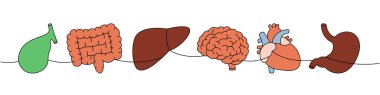 Bir dizi insan organı. Renkli, sürekli çizim. Safra kesesi, bağırsaklar, karaciğer, beyin, kalp, mide sürekli tek bir örnek. Beyaz arkaplanda izole.
