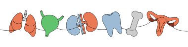Bir dizi insan organı. Renkli, sürekli çizim. Akciğerler, mesane, böbrekler, diş, kemik, üreme sistemi tek bir çizgiden ibaret. Beyaz arkaplanda izole.