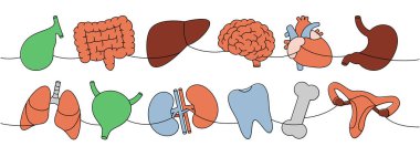 Organlar renkli sürekli çizgiler çiziyor. Kalp, böbrekler, safra kesesi, bağırsaklar, diş, beyin, akciğer, mide, karaciğer, üreme sistemi, göz, el, kemik, kulak, mesane, bir çizgi çizimi.