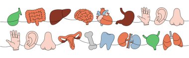 Bir dizi organ tek çizgi halinde sürekli çizilmiş. Kalp, böbrekler, safra kesesi, bağırsaklar, diş, beyin, akciğer, mide, karaciğer, üreme sistemi, göz, el, burun, kemik, kulak, mesane