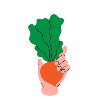 Elin taze pancar kökü tutuyor. Sağlıklı beslenme, vejetaryen yemekleri ve organik yaşam tarzı konsepti. Doğal çiftlik sebzesi. Vektör çizimi. Beyaz arkaplanda izole.