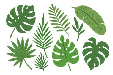 Tropikal yapraklar. Canavar, palmiye ve taze yeşil tonlarda muz yaprağı. Botanik tasarım, dekor, marka ve tropikal temalı sanat projeleri için mükemmel..