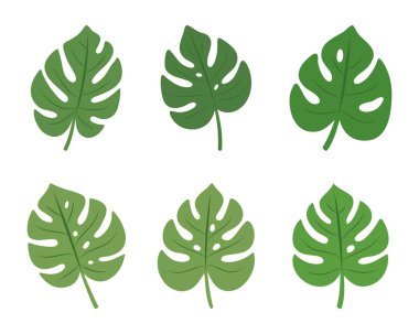 Altı tropik canavar yaprağının vektör çizimi. Botanik tasarımlar, tropikal temalar ve doğadan esinlenilmiş projeler için mükemmel..