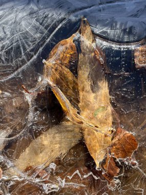 Kahverengi yapraklar açık buzun altında.