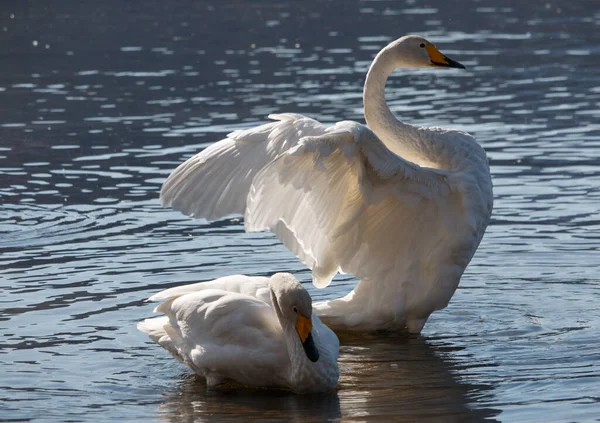 White Whooper Swan Flapping Wings — Stock Photo, Image