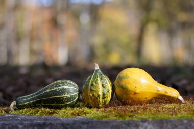 Sarı ve yeşil süs kabakları yosunlu bir kayanın üzerinde