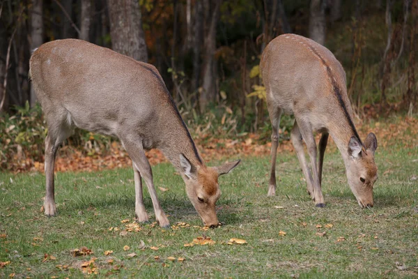 黄色のキノコを食べる2匹の鹿 ロイヤリティフリーのストック画像