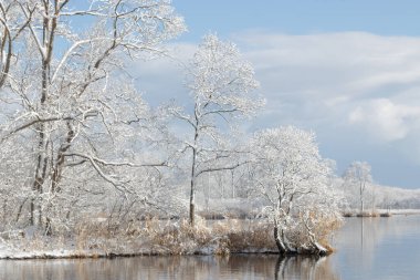 Tree-lined lakeshore on snowy winter morning