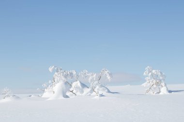 Frozen snow covered trees in winter landscape, Hokkaido, Japan