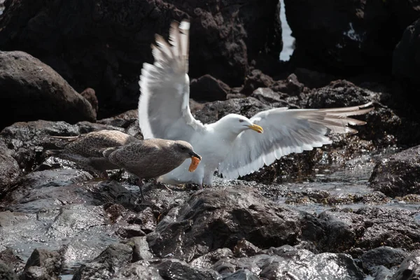 Young seagull chick eating parent stretches wings