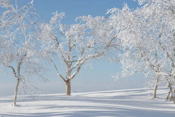Snow Covered Birch Tree Winter Landscape ストックフォト