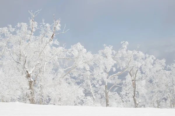 Snow covered trees against dark grey sky