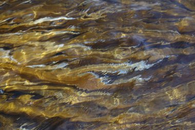 Abstract blurred kombu seaweed underwater 
