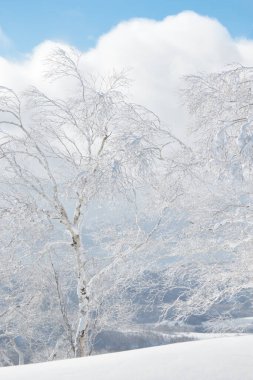 Vadinin yukarısındaki kış dağlarında kar ağaçları kapladı