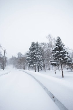 Karla kaplı kır yolu ve çam ağaçları
