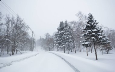 Karla kaplı kır yolu ve çam ağaçları