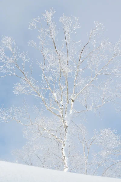 Απλό Χιόνι Καλύπτεται Δέντρο Χειμώνα Και Μπλε Ουρανό — Φωτογραφία Αρχείου