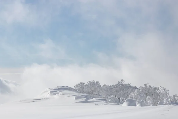 Χιόνι Παρασύρεται Και Δέντρα Στην Ηλιόλουστη Βουνοκορφή Χειμώνα — Φωτογραφία Αρχείου